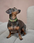 'Green' - Velvet Dog Collar