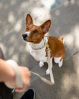 Leash 4ft - Vegan Leather