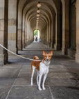 Leash 4ft - Vegan Leather