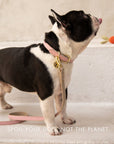 Leash 4ft - Vegan Leather - Cupertino