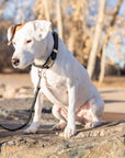 Pro Line Leather Hunting Dog Leash