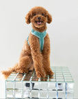 Blue - Velvet Dog Harness