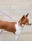 Leash 4ft - Vegan Leather - Rio
