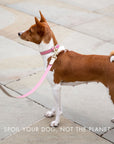 Collar - Vegan Leather - Rio