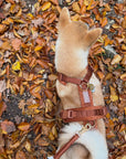 Clay - Velvet Dog Harness